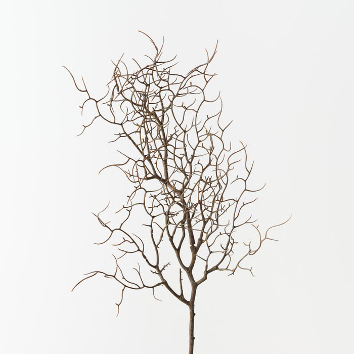 Twig Curly Spray Natural 83cm Pack of 12