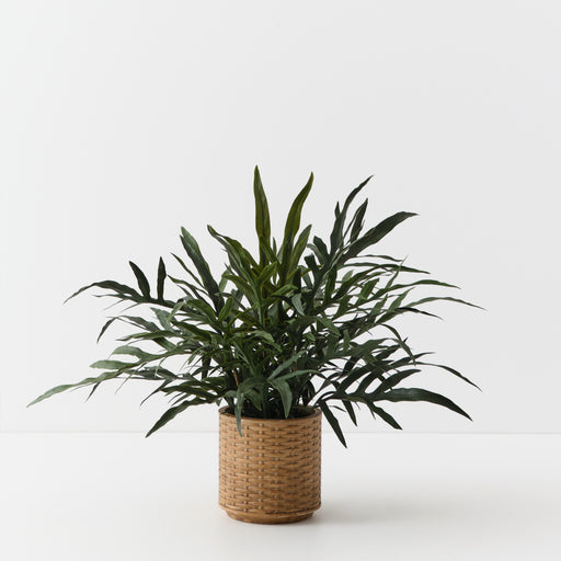 Fern Snake Leaf Plant Green 56cm