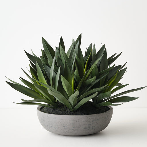 Agave Plant in Bowl Green 28cm