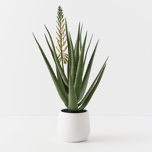 Agave Flowering Plant White Green 81cm