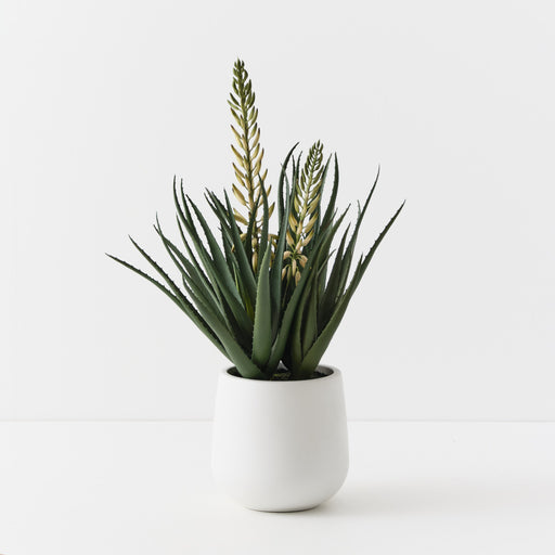 Agave Flowering Plant White Green 76cm