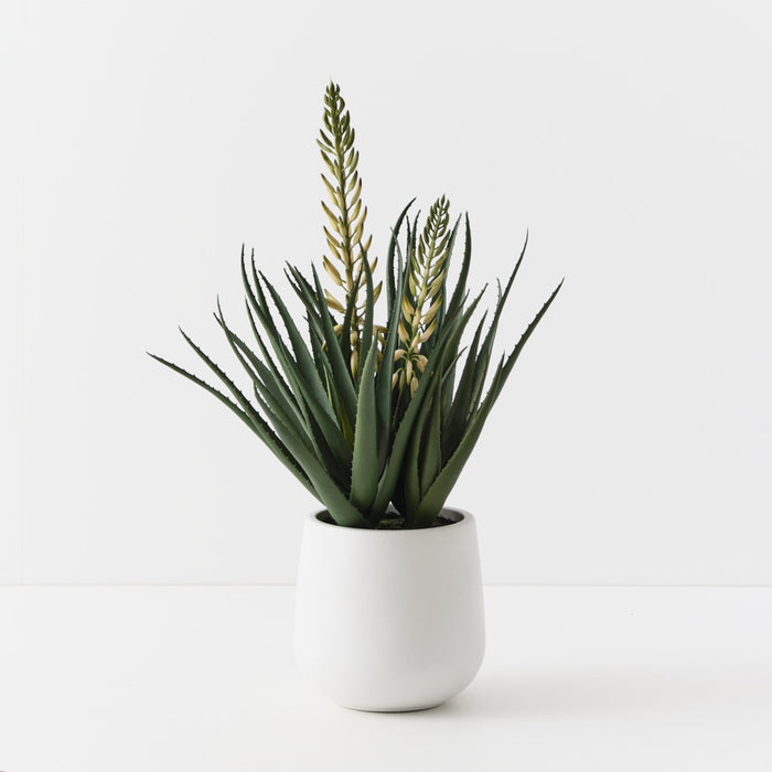 Agave Flowering Plant White Green 76cm