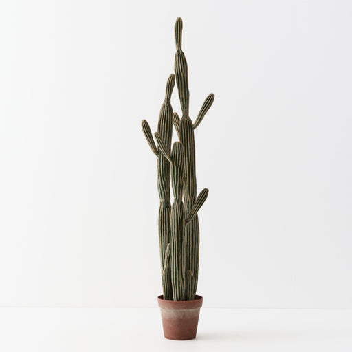 Cactus Column Plant Green Cream 152cm