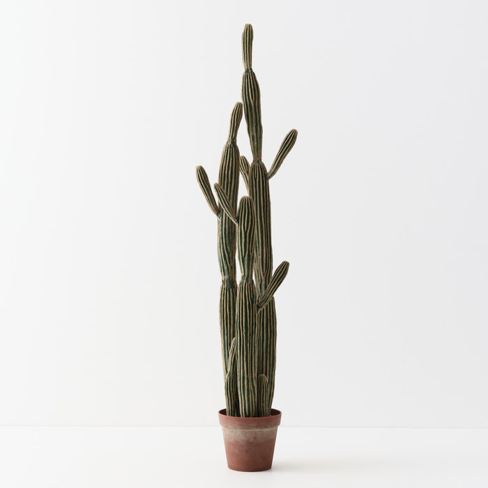 Cactus Column Plant Green Cream 152cm