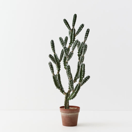 Cactus Peruvian Plant Green 106cm