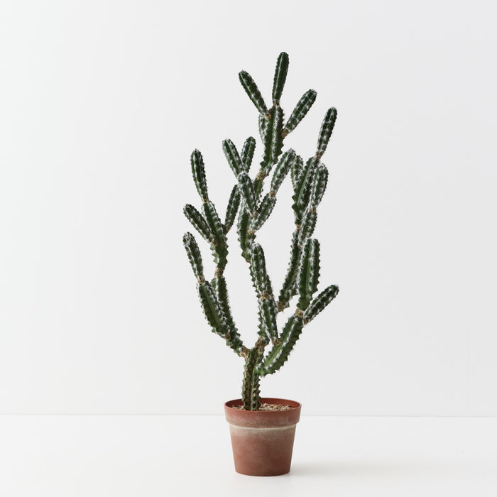 Cactus Peruvian Plant Green 106cm
