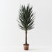 Yucca Plant Green 153cm