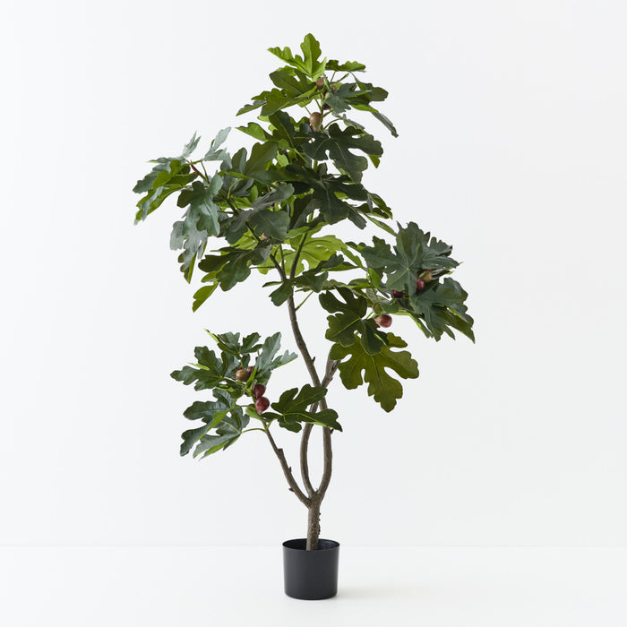Fig Tree Green 160cm