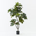 Fig Tree Green 160cm