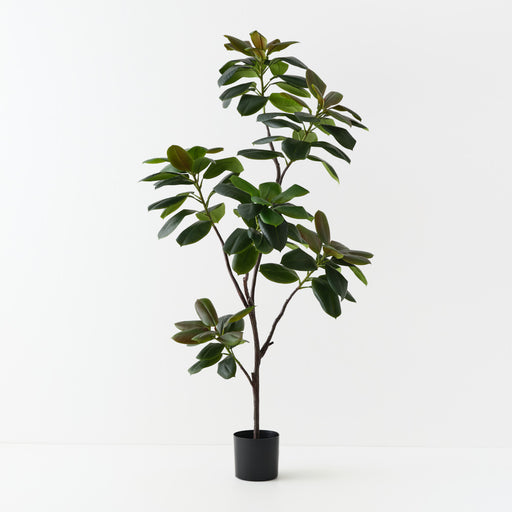 Rubber Tree Green 185cm