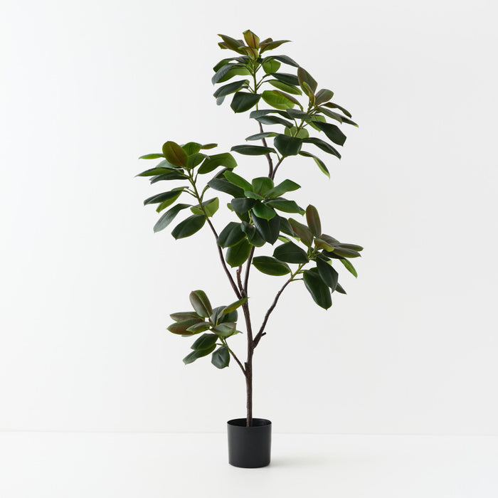 Rubber Tree Green 185cm
