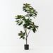 Rubber Tree Green 185cm