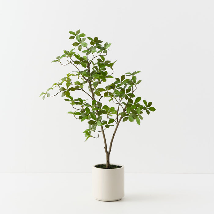 Cape Jasmine Tree Green 90cm