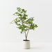 Cape Jasmine Tree Green 90cm