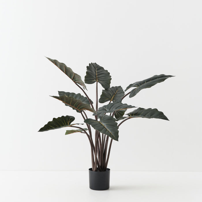 Alocasia Plant Dark Green 110cm Pack of 2