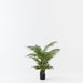 Palm Areca Green 90cm Pack of 2