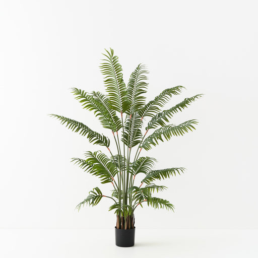 Palm Areca Green 150cm