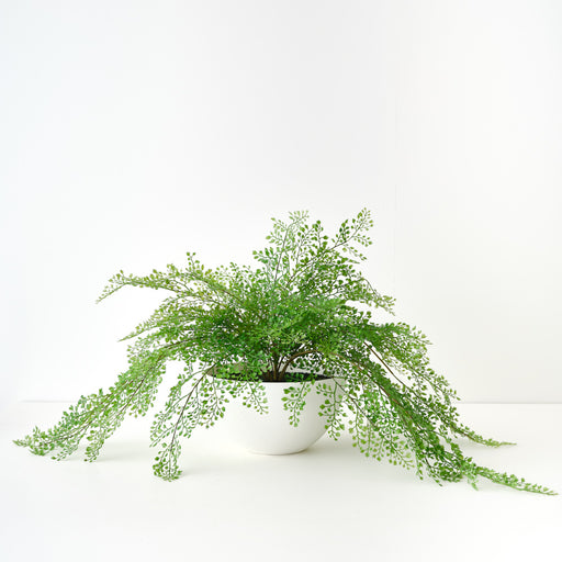Fern Maidenhair Plant in Bowl Green 45cm