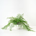 Fern Maidenhair Plant in Bowl Green 45cm