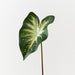 Calla Lily Leaf Dark Green White 53cm Pack of 12