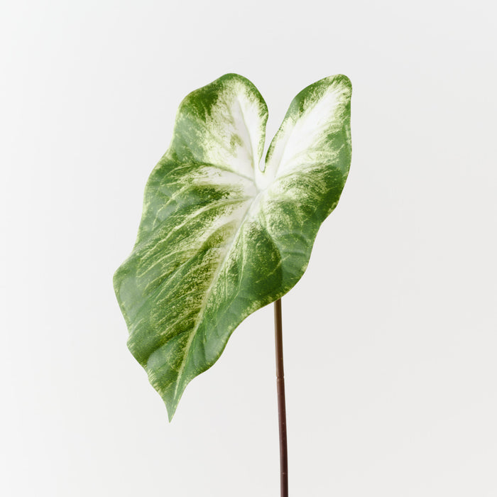 Calla Lily Leaf Light Green White 53cm Pack of 12