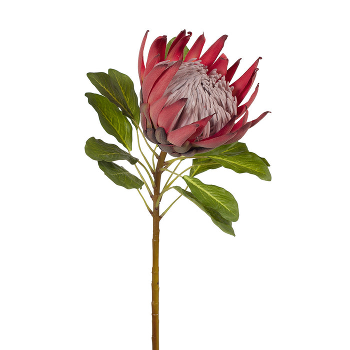 Protea King Fuschia 72cm - Pack of 6