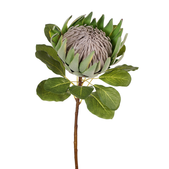 Protea King Green 72cm - Pack of 6