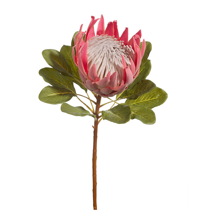 Protea King Pink 72cm - Pack of 6