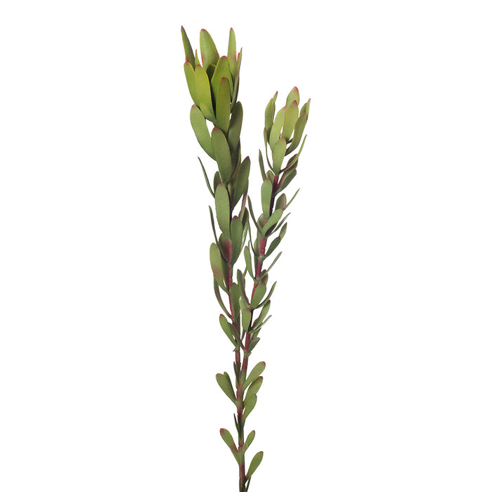 Protea Leucadendron Green 81cm - Pack of 12