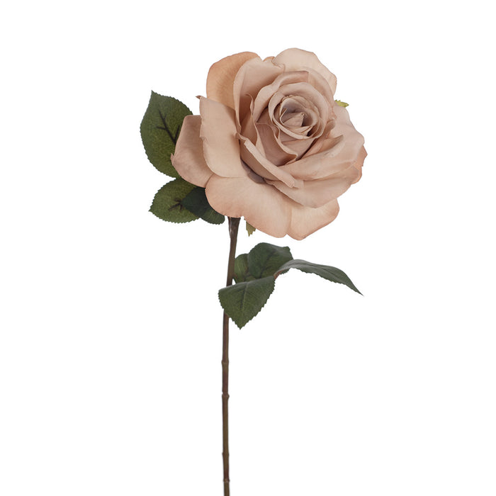 Rose Charlotte Coffee 63cm - Pack of 12