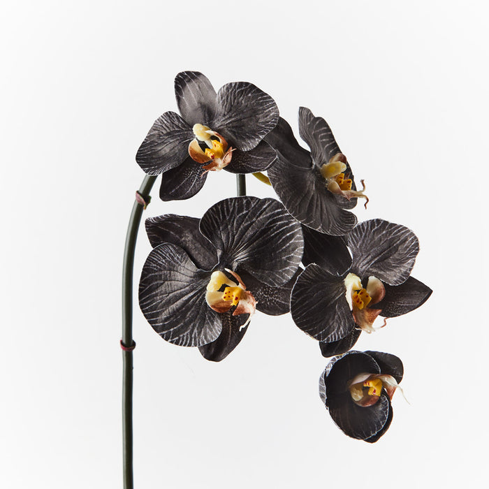 Orchid Phalaenopsis Infused Mini Black White 51cm Set of 12