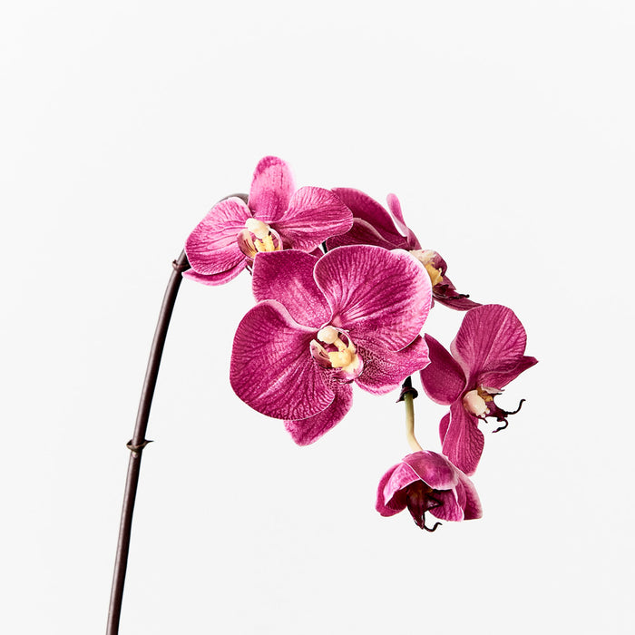 Orchid Phalaenopsis Infused Mini Fuschia 51cm Set of 12