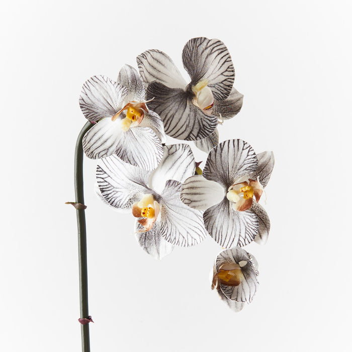 Orchid Phalaenopsis Infused Mini White Black 51cm Set of 12