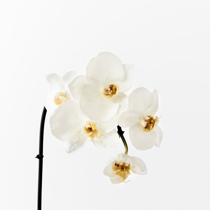 Orchid Phalaenopsis Infused Mini White 51cm Set of 12