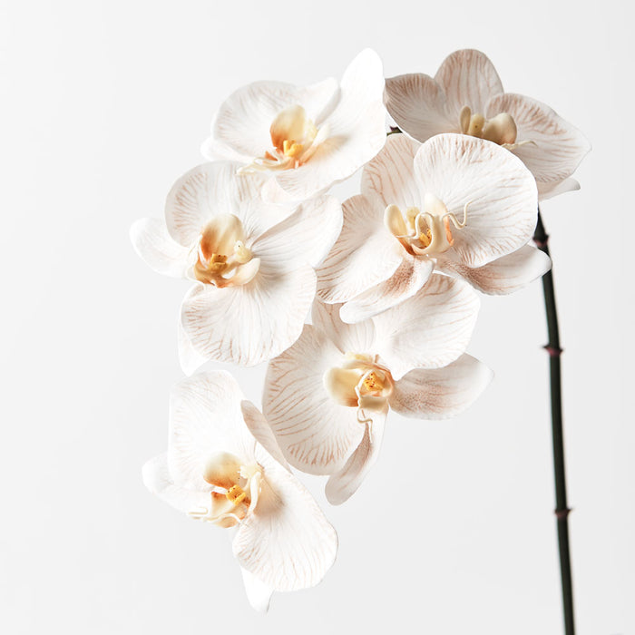 Orchid Phalaenopsis Infused Dove 86cm Set of 12