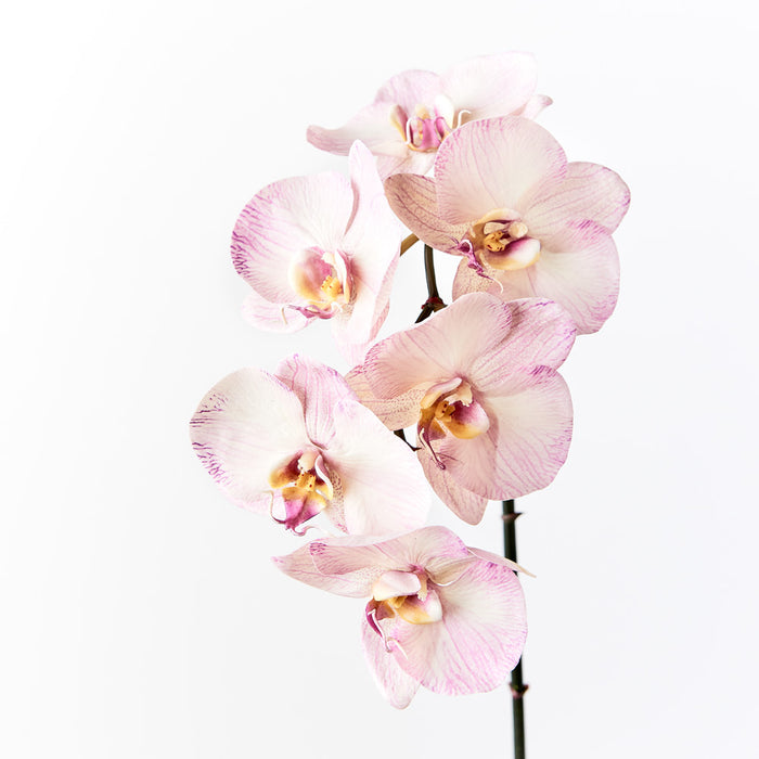 Orchid Phalaenopsis Infused Lavender Set of 12