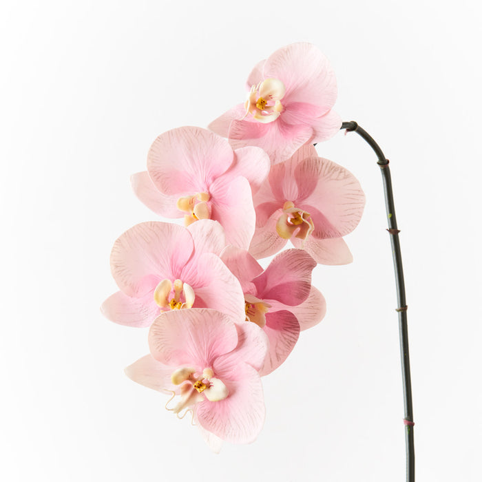 Orchid Phalaenopsis Infused Pink Set of 12