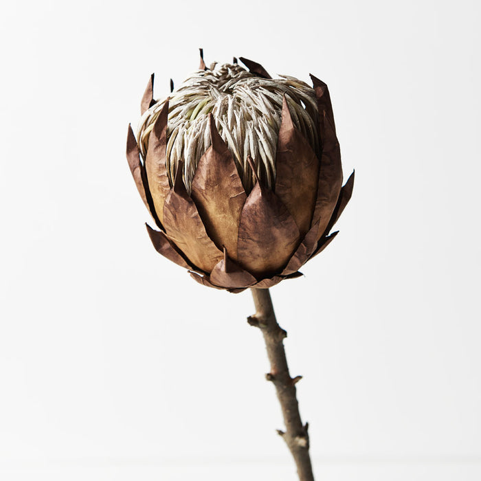 Protea King Brown 54cm - Pack of 12