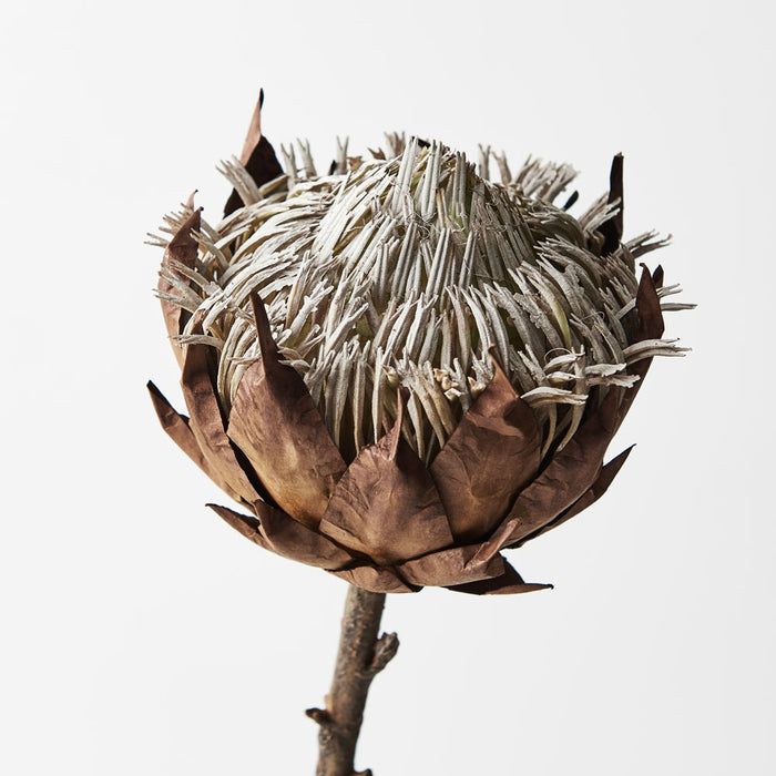 Protea King Brown 66cm - Pack of 12