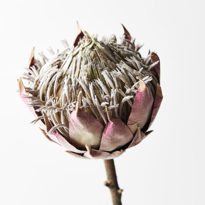 Protea King Mauve 66cm - Pack of 12