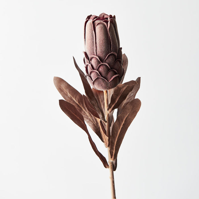 Protea Chocolate Brown 69cm - Pack of 12