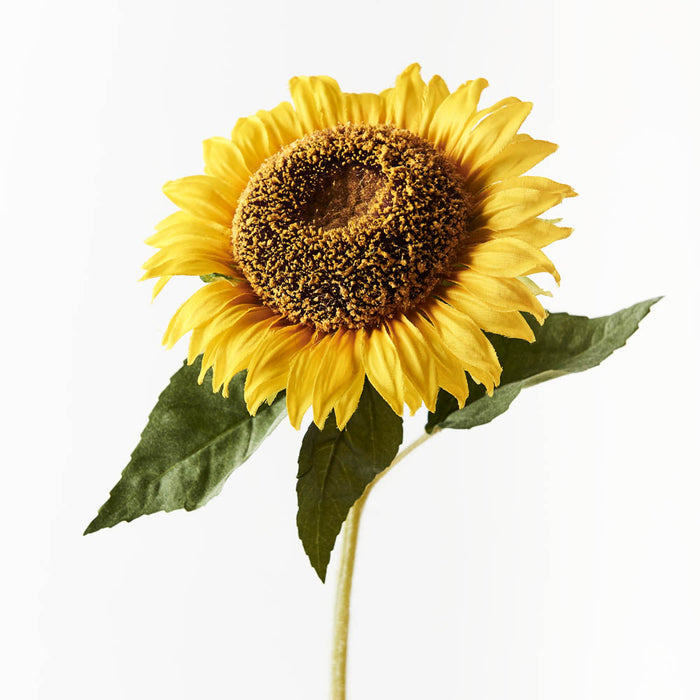 Sunflower Yellow 60cm - Pack of 12