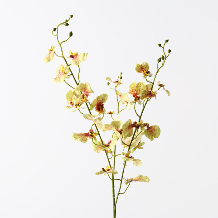 Orchid Dancing Green 98cm Pack of 12