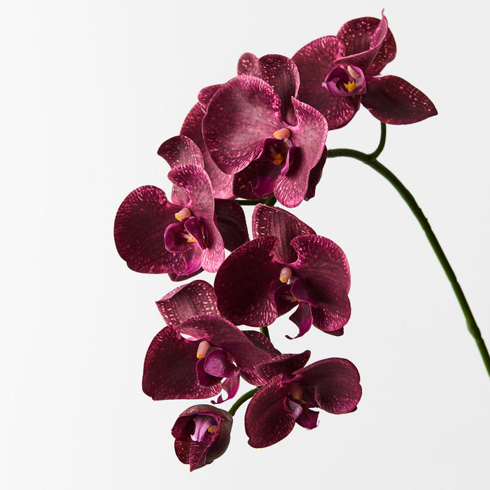 Orchid Phalaenopsis Spray Burgundy 92cm Pack of 12