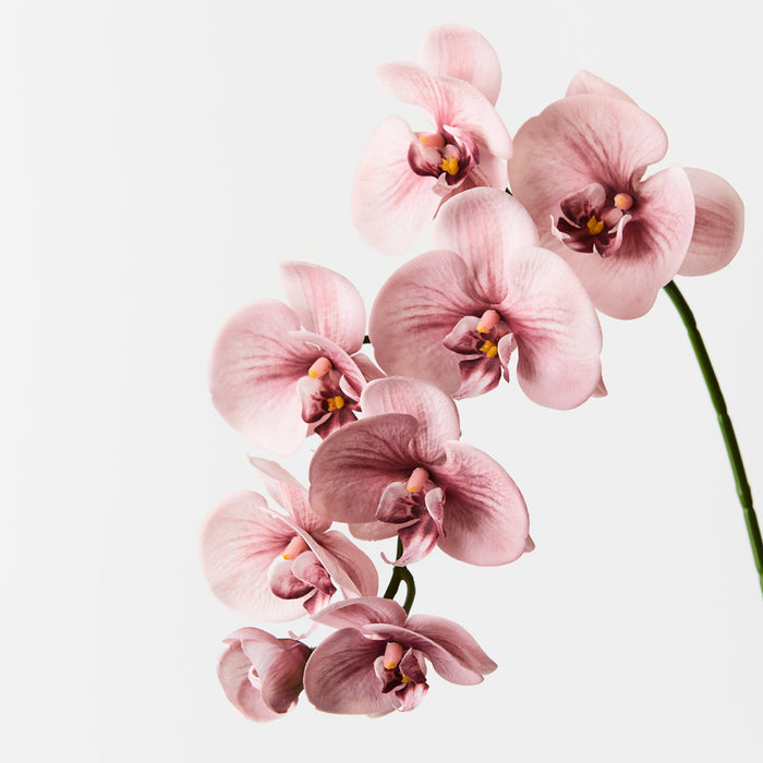 Orchid Phalaenopsis Spray Dusty Pink 92cm Pack of 12