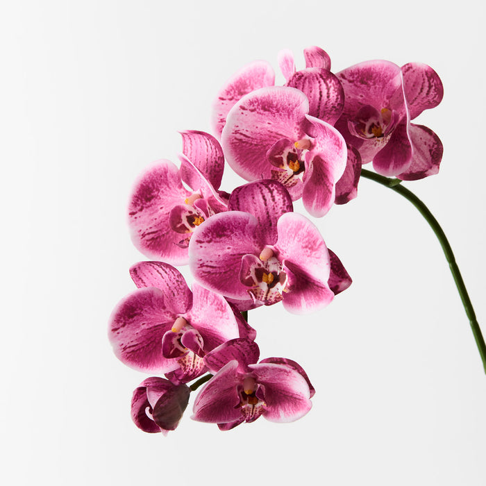 Orchid Phalaenopsis Spray Hot Pink 92cm Pack of 12