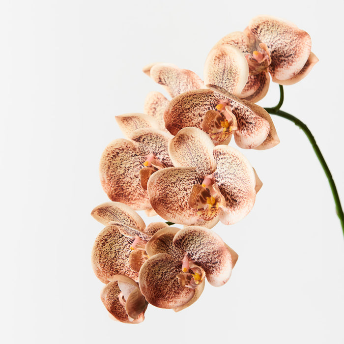 Orchid Phalaenopsis Spray Toffee Brown 92cm Pack of 12