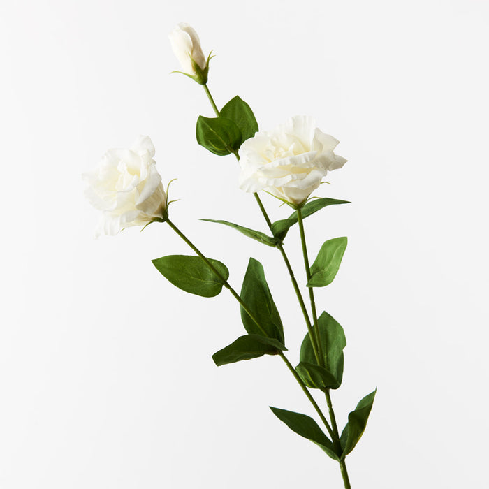 Lisianthus White 72cm Set of 12