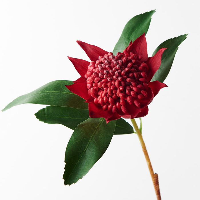 Waratah Spray Red 45cm Pack of 12