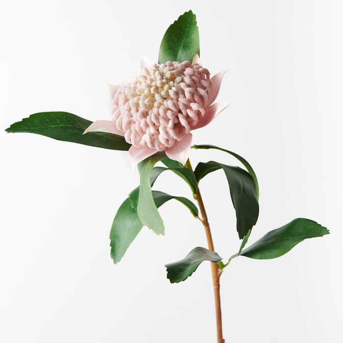 Waratah Spray Light Pink 69cm Pack of 12